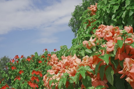 无土泥鳅养殖技术 在冬季去种植蔬菜的时候