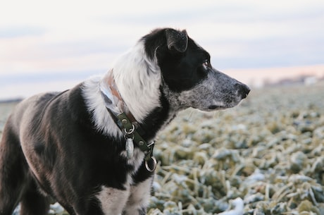 边牧犬(你了解这些边牧犬的养护知识吗？)