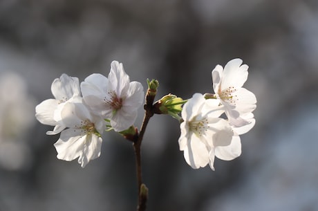 桂花怎么保存 盐桂花的腌制