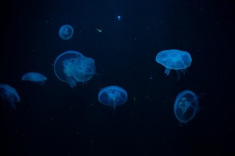 深海(深海蕴藏着巨大的宝藏)