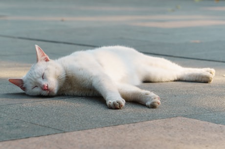 旋转的爱剧情介绍 橘猫帮主人看守“水果摊”