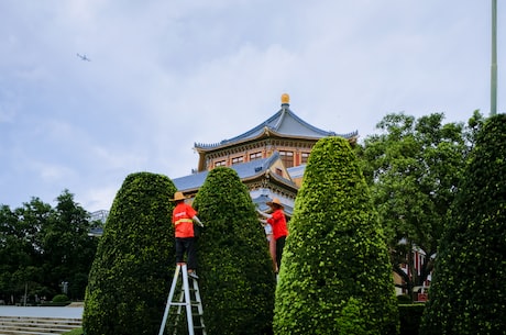 李子的功效 李子味酸中带甜