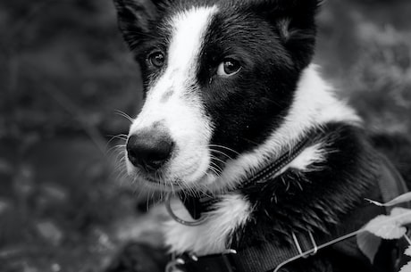 边牧犬(你了解这些边牧犬的养护知识吗？)