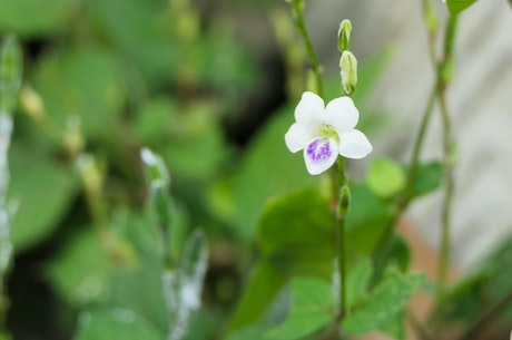 舌苔发白是什么原因呢(舌苔发白是什么原因呢？新陈代谢紊乱还是疾病潜伏？)